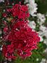 Phlox Starfire_1